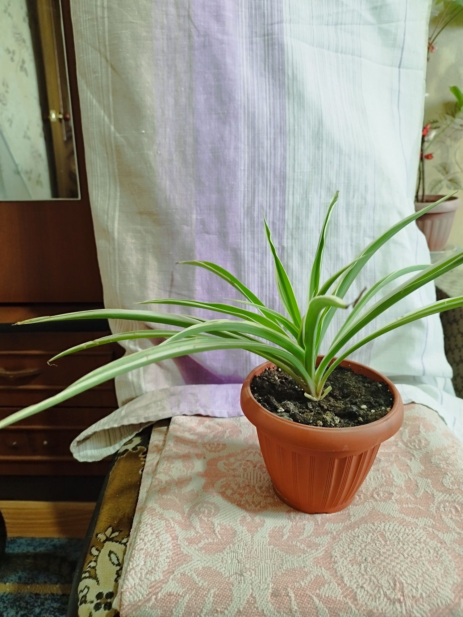 Продам цветы комнатные