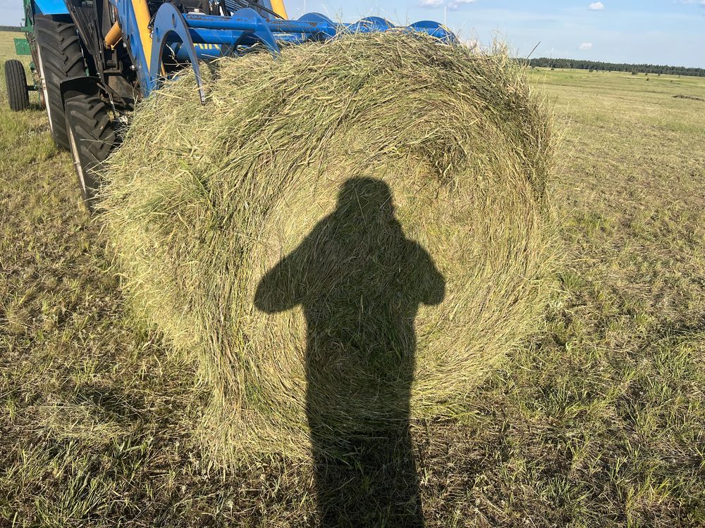 Продам сено, луговое разнотравье