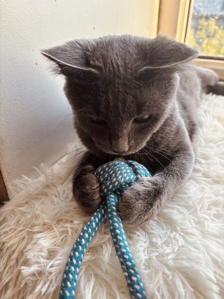 Кошка в добрые руки, кот, котенок, кошка