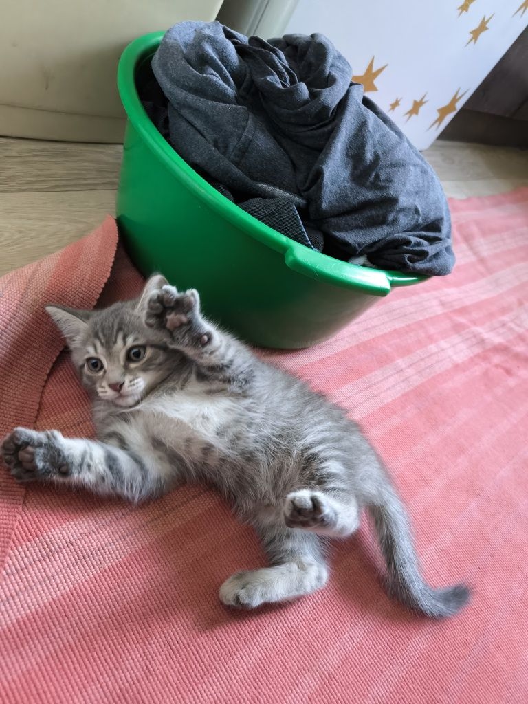Отдам котенка мальчик, серый с полосками