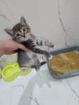 Котенок мысык марғау