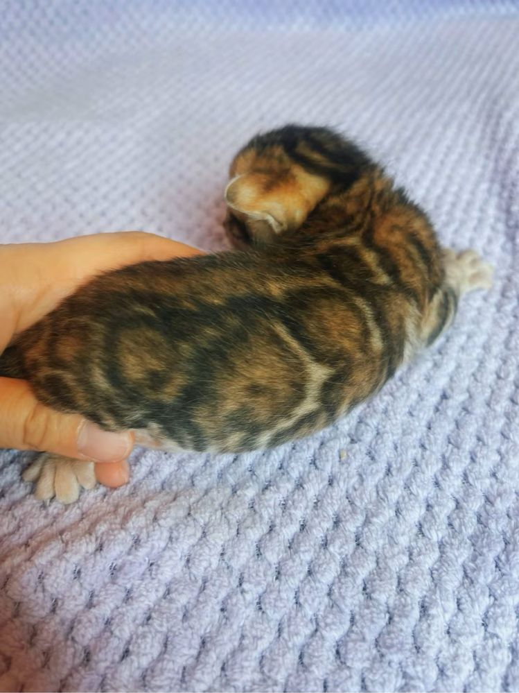 Котенок бенгал девочка