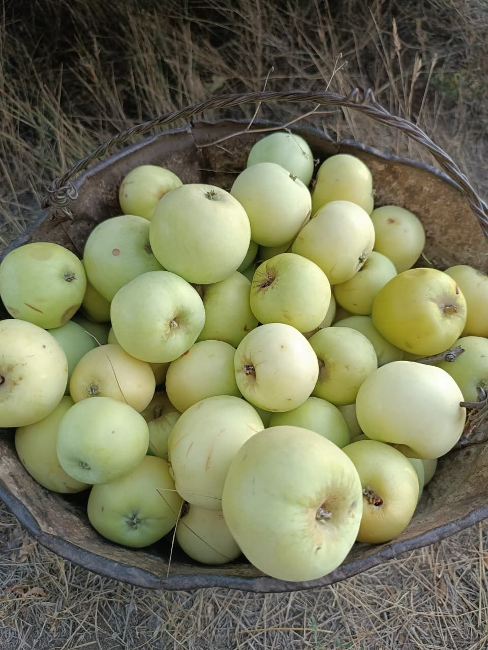 Продам дачные яблоки