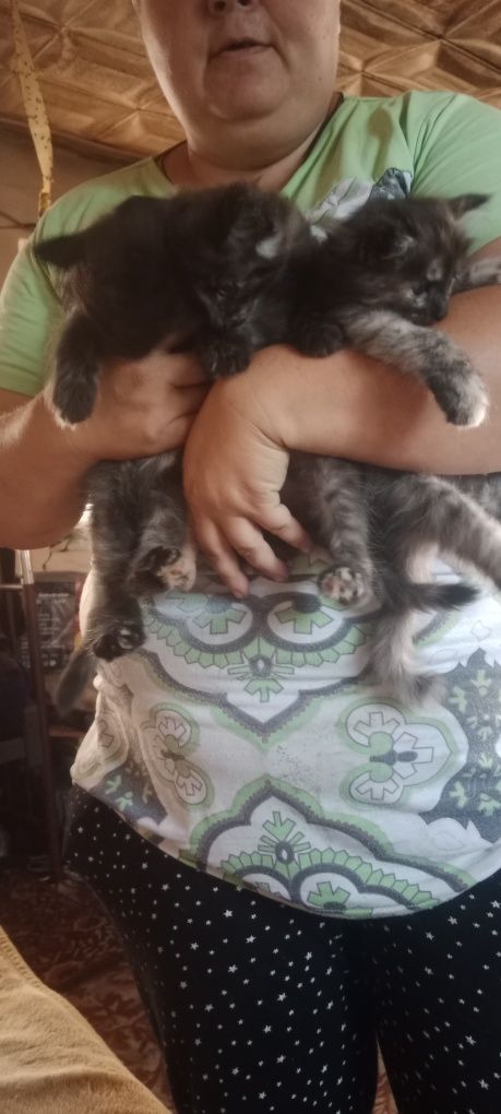 Продам котят майнкуйна