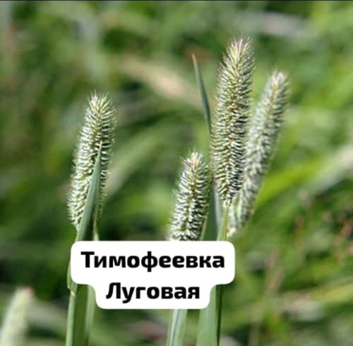 Семена:Эспарцет,Суданка,Донник,Житняк,Вика,Козлятник,Фацелия,Овсянница