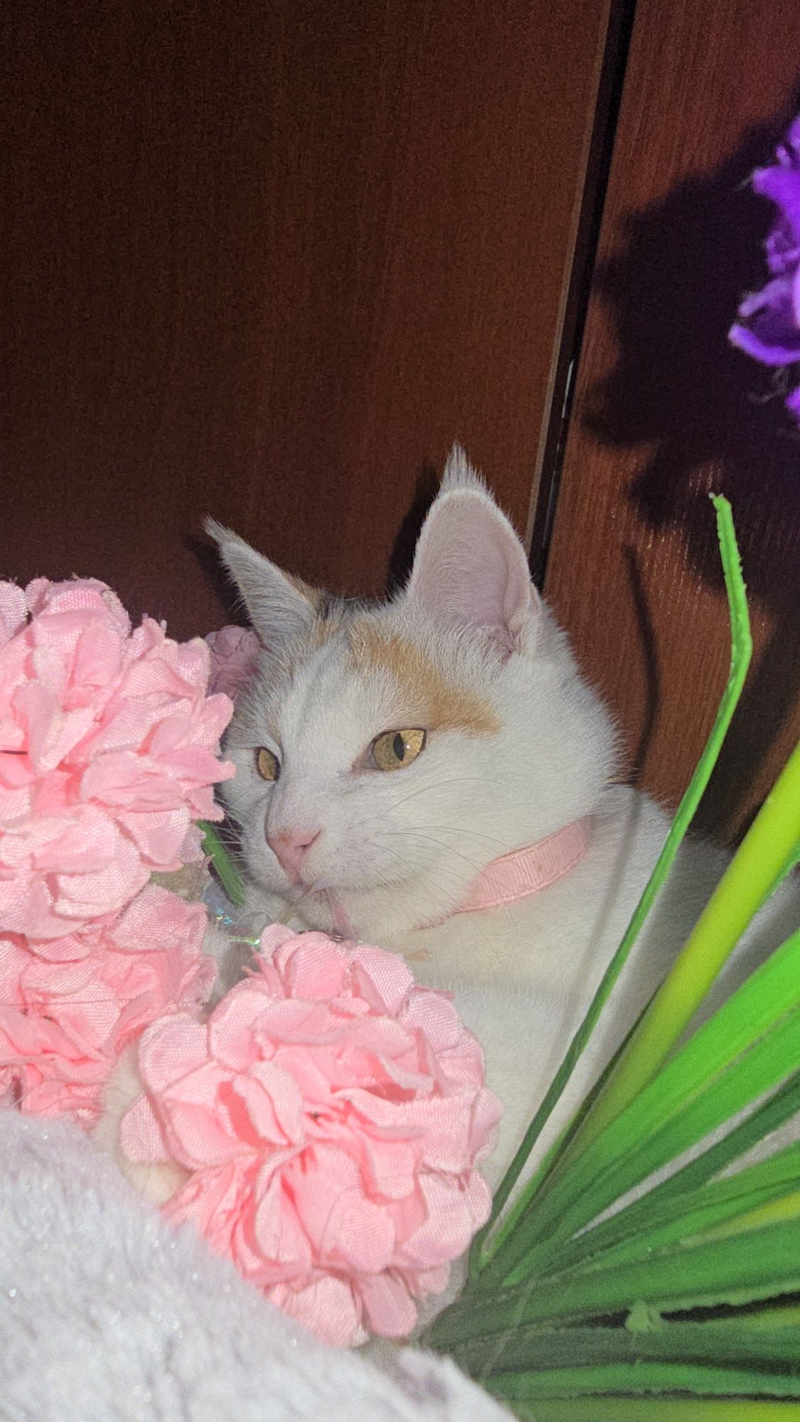 Снежана в ответственные руки