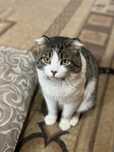 Кот котик кошка в добрые руки