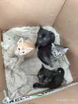 Отдам маленьких котят с работы