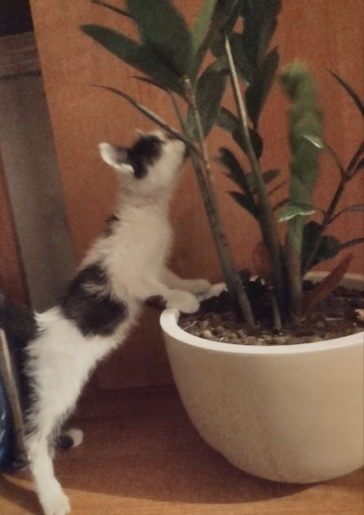 Котёночек в Дар!
