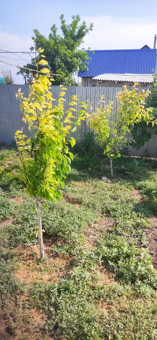 Продам дом не дорого торг есть