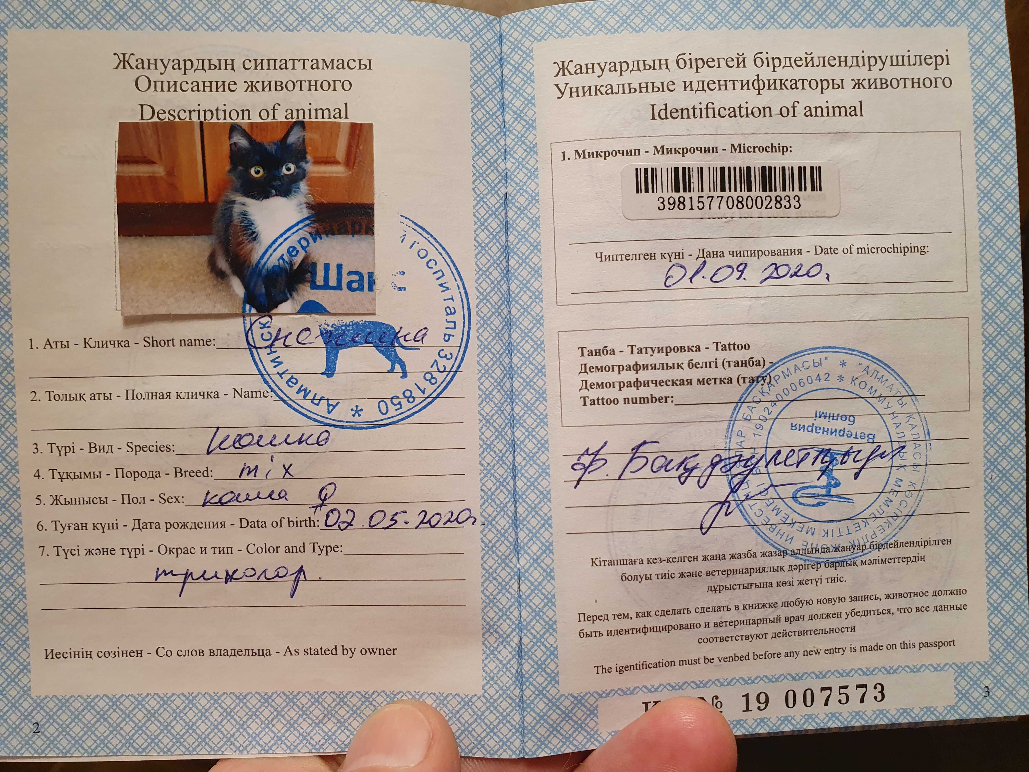 Кисы нужен дом. Отдам хорошему человеку.