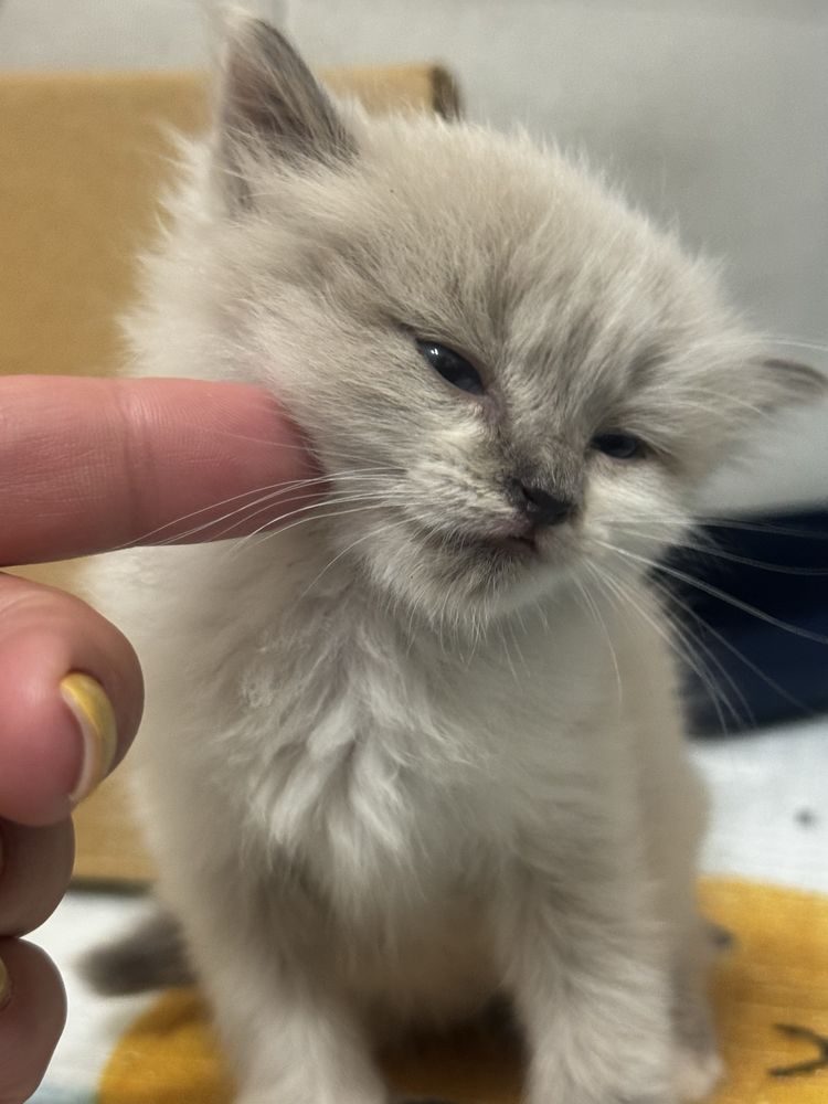 Отдам котенка в добрые руки