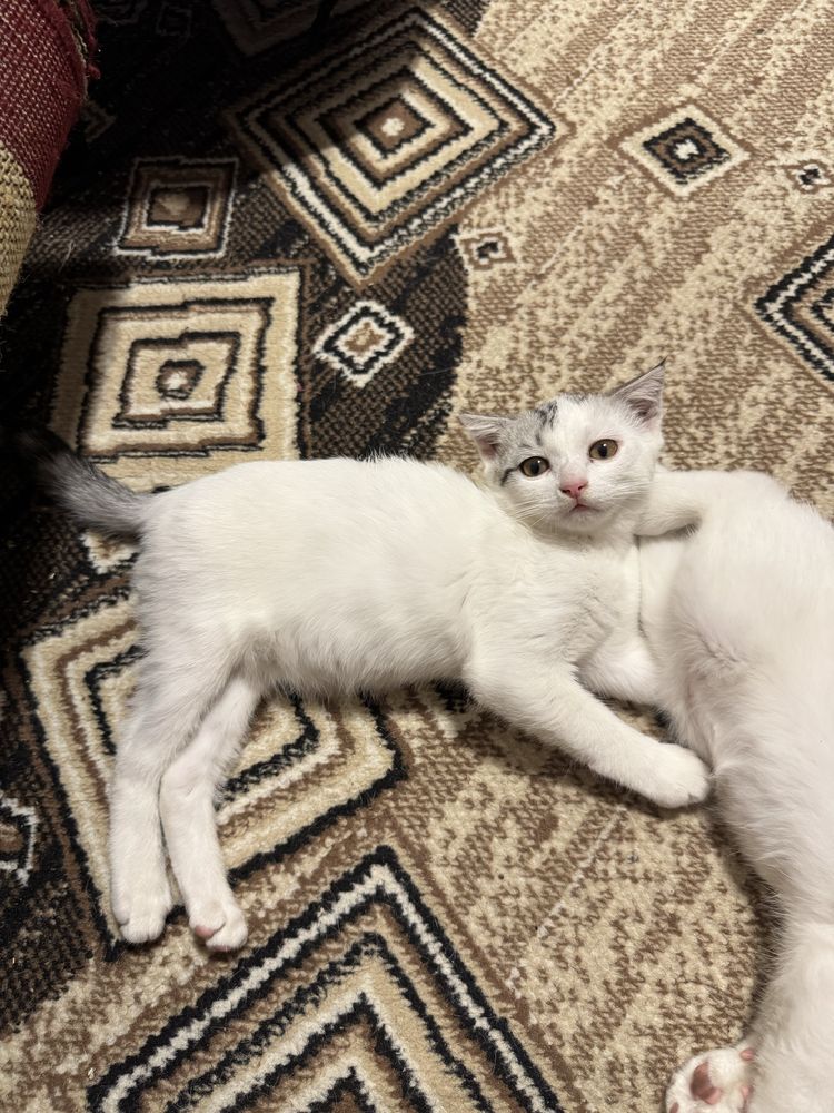 Котята шотландцы в добрые руки