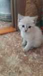 Отдам котят в хорошие руки