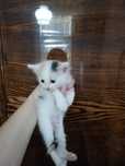 Отдам котят в добрые руки.