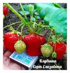 В продаже рассада клубники