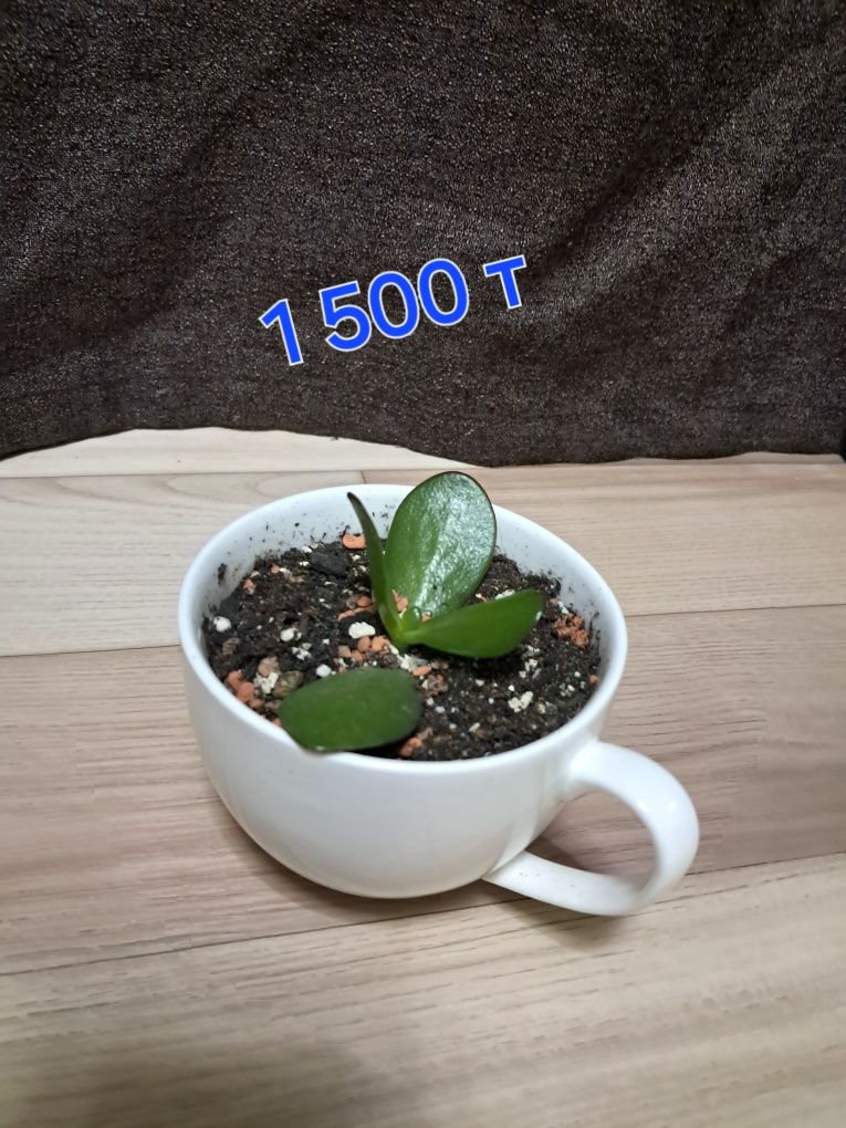 Продам комнатные растения