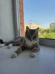 Отдам котенка в хорошие руки