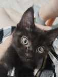 Отдается чёрный котёнок в добрые руки