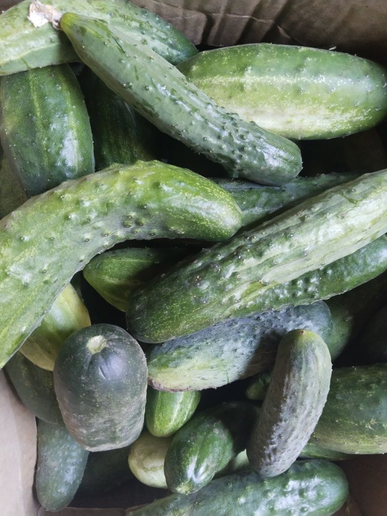 Продам помидоры огурцы
