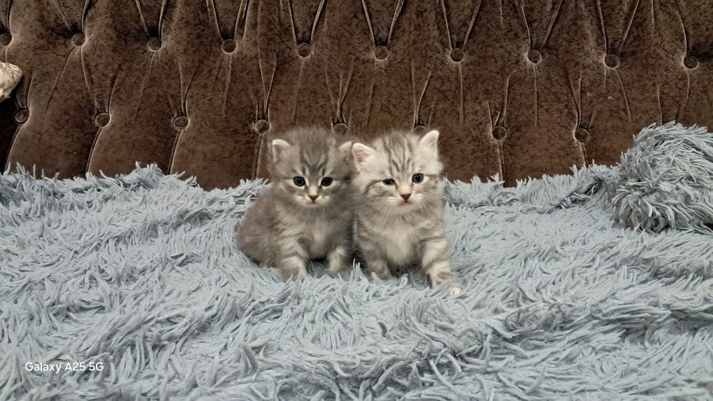 Отдам в добрые руки