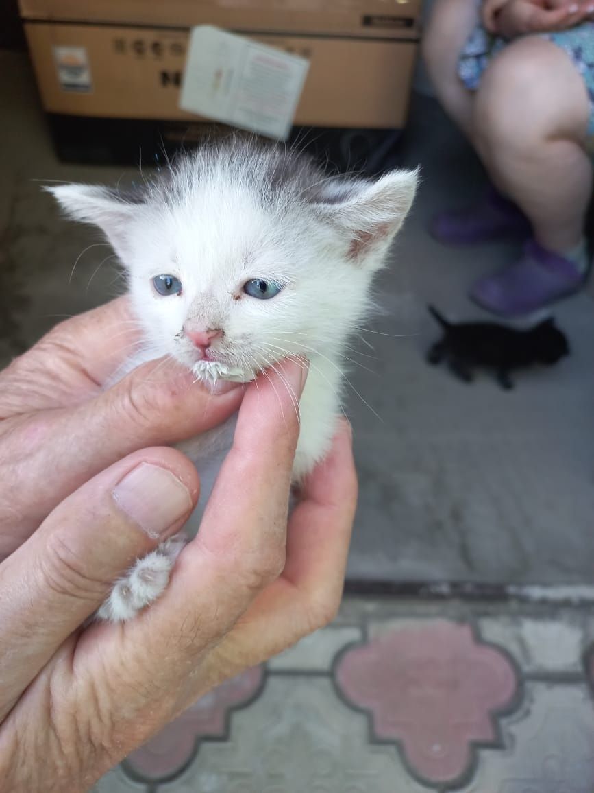 Отдадим котиков .
