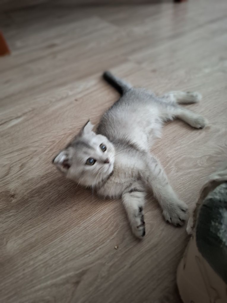 Котята серебристая шиншила