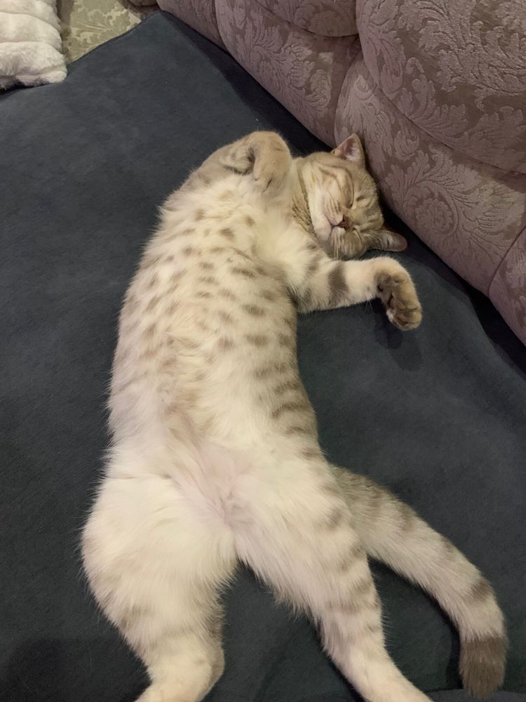 Нужен кот для вязки