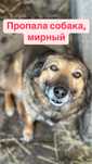 Потерялась собака мирный