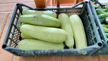 Продам кабачки молодые