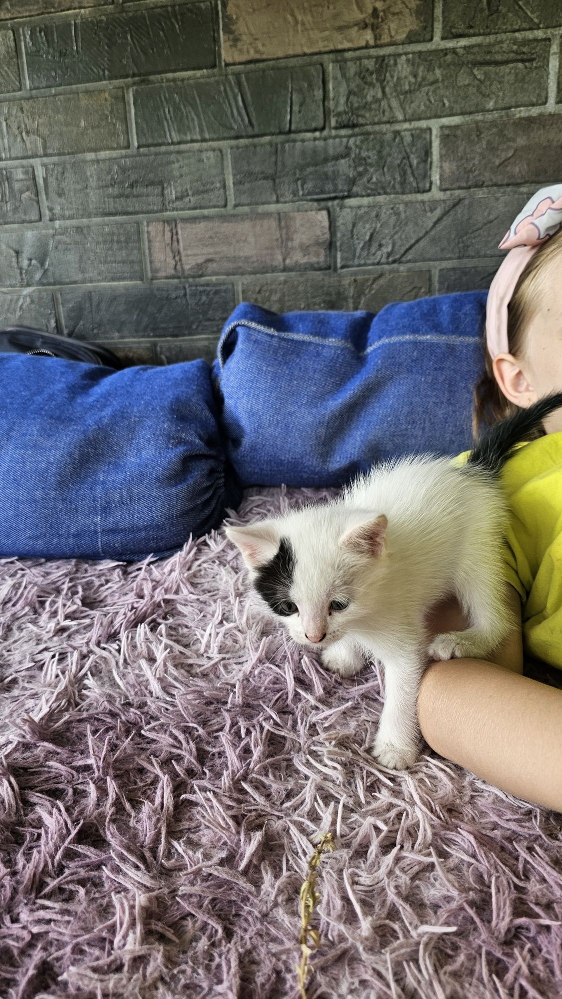 Котята мальчики домашние
