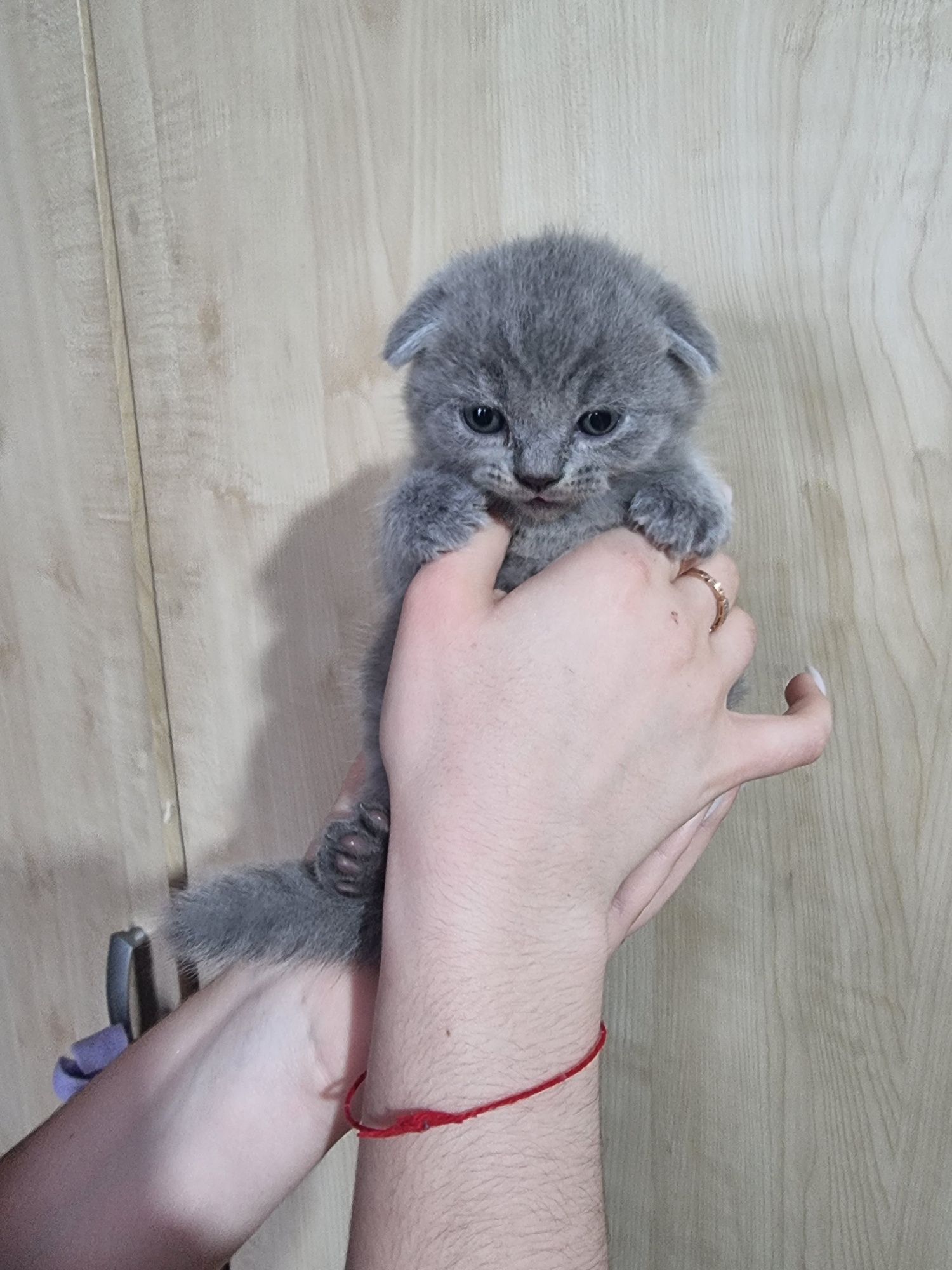 Продаю  котёнка  Темиртау