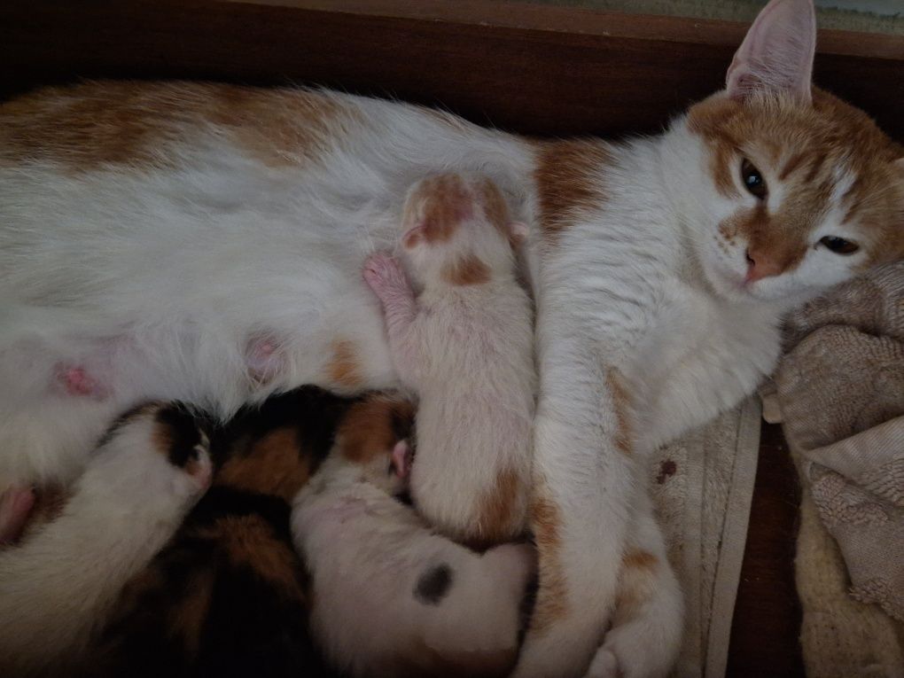Отдам в добрые руки котят
