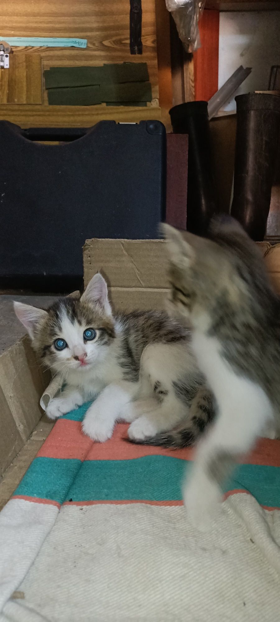 Котята, бесплатно