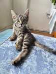 Милый котёнок ищет дом