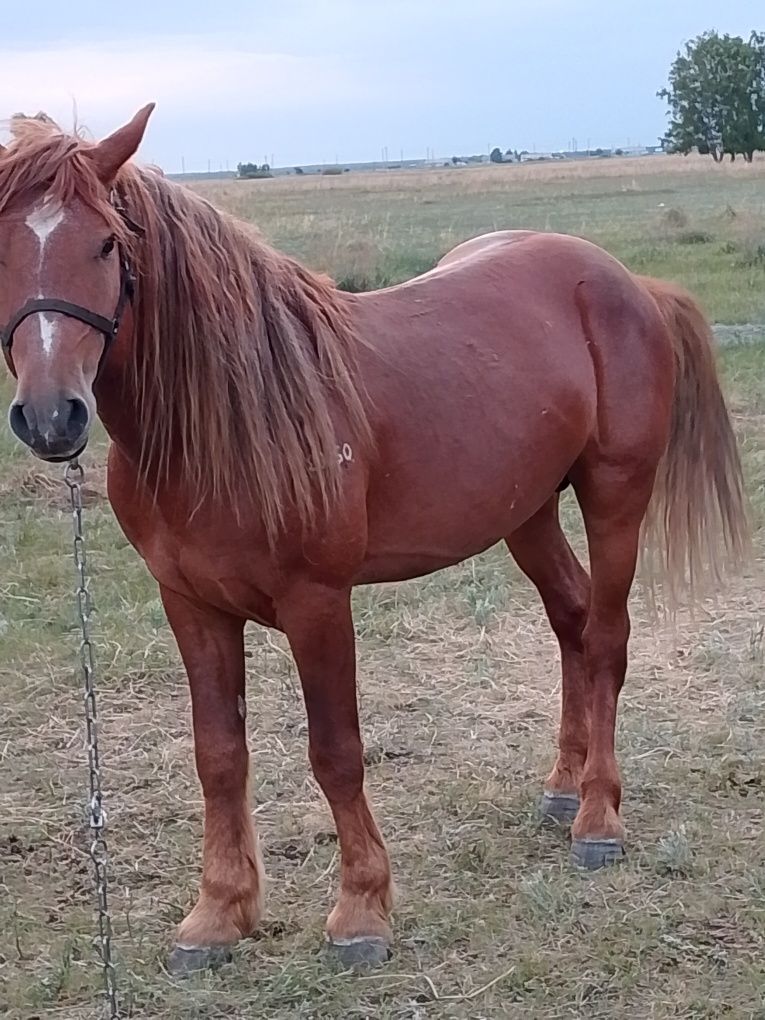 Продам жеребца на племя
