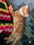 Котята шотландские
