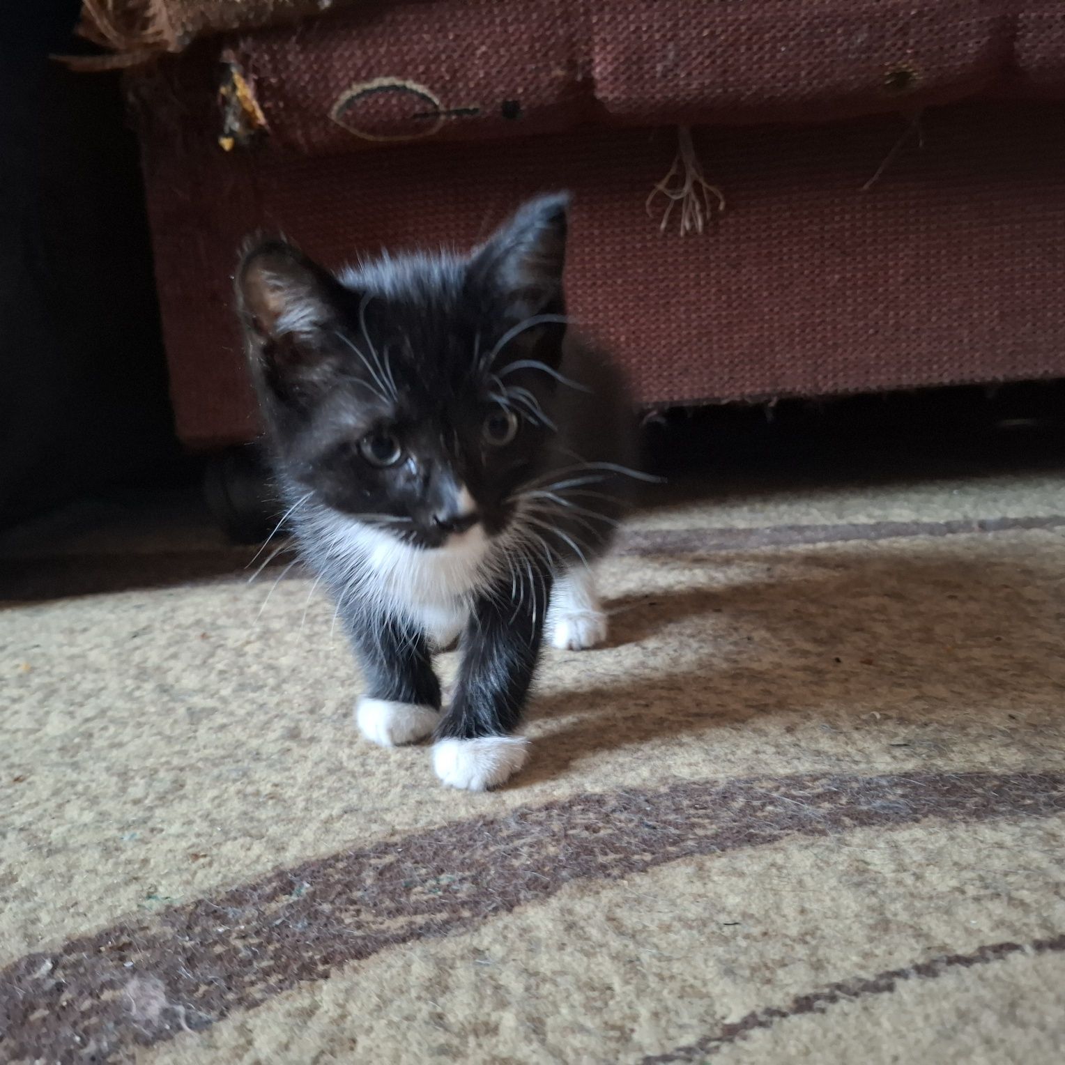 Отдам котят  в добрые руки