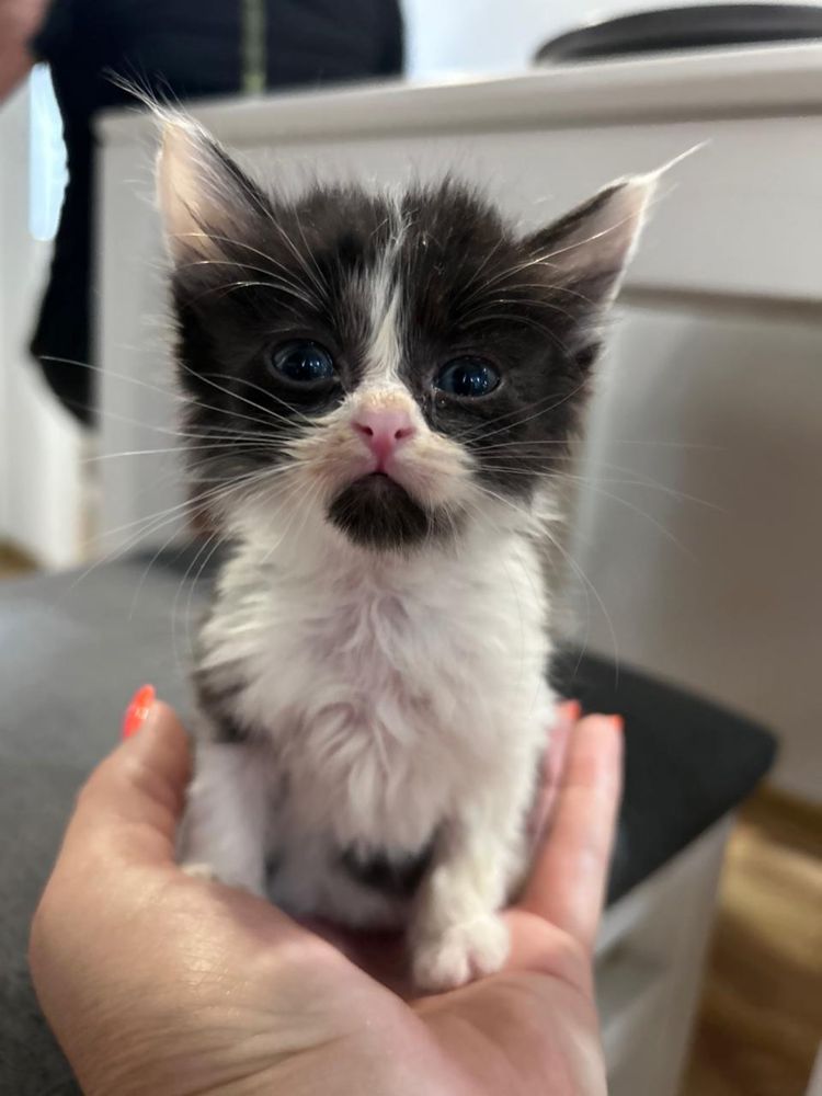Отдам котят! 1,5 месяца