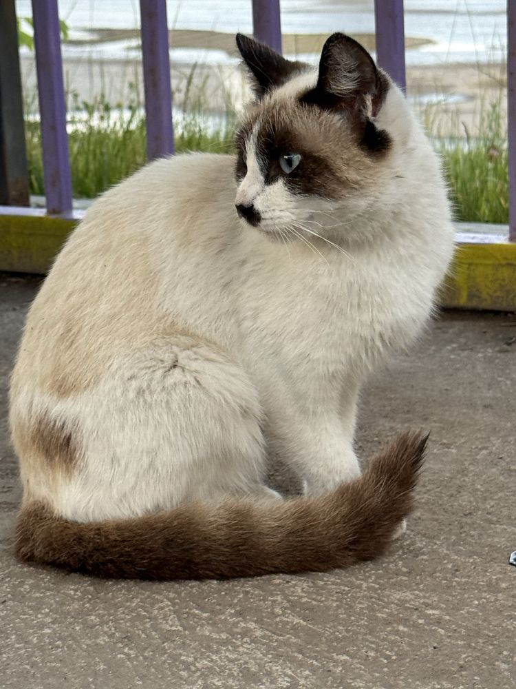 Безумна красивая кошечка