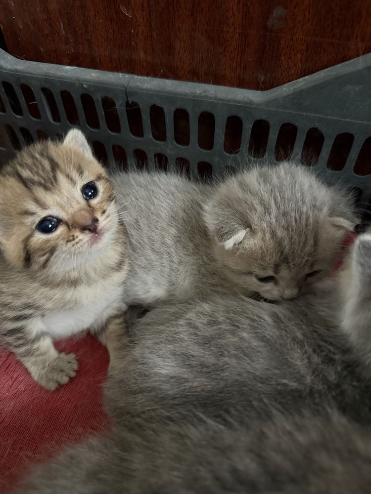 2 котенка-девочки