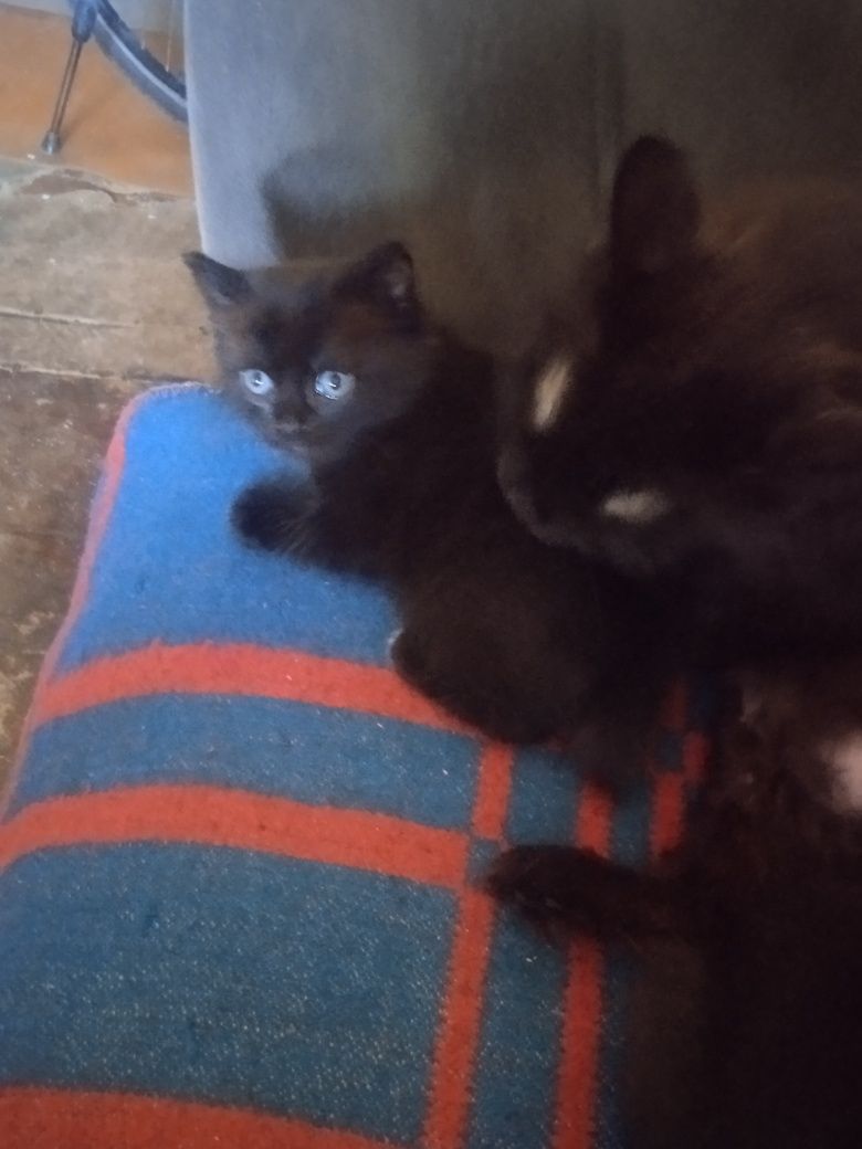 Отдам котяток в добрые руки