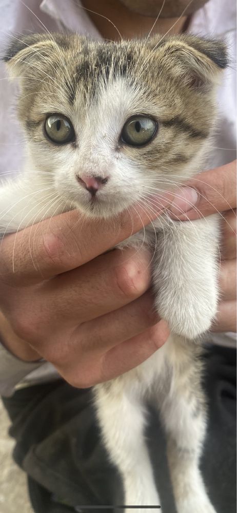 Кошка шотланские
