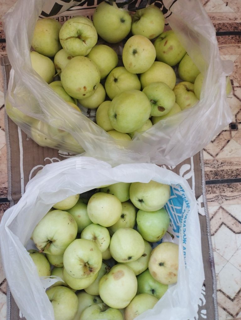 Продам яблоки Белый налив