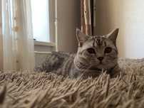 Срочно! Кот, британец