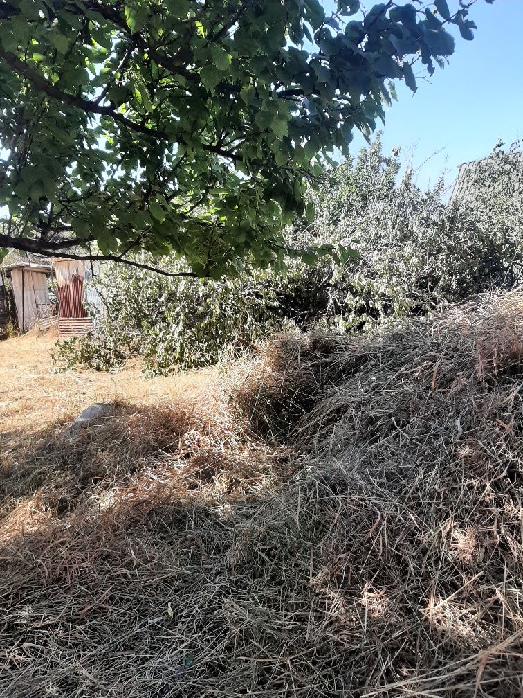 Бесплатно трава ,деревья .