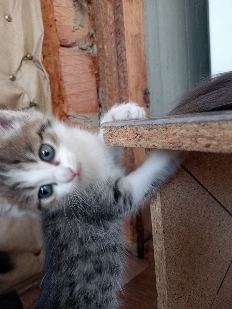 Отдам котят в отвественные руки!