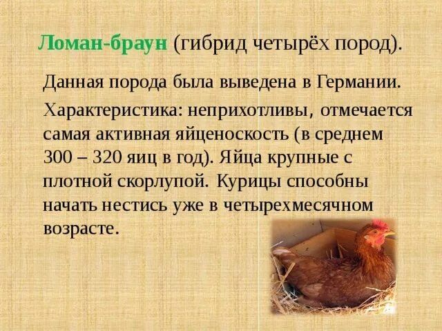 Суточные цыплята несушка вывод на заказ в любом количестве