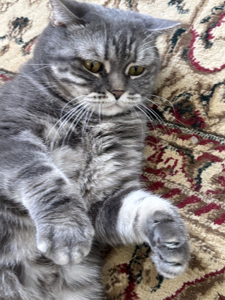 Кошка британская