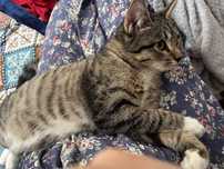 Отдам котёнка 4 месячный. Мальчик. Здоровый, игривый, красивый котёнок
